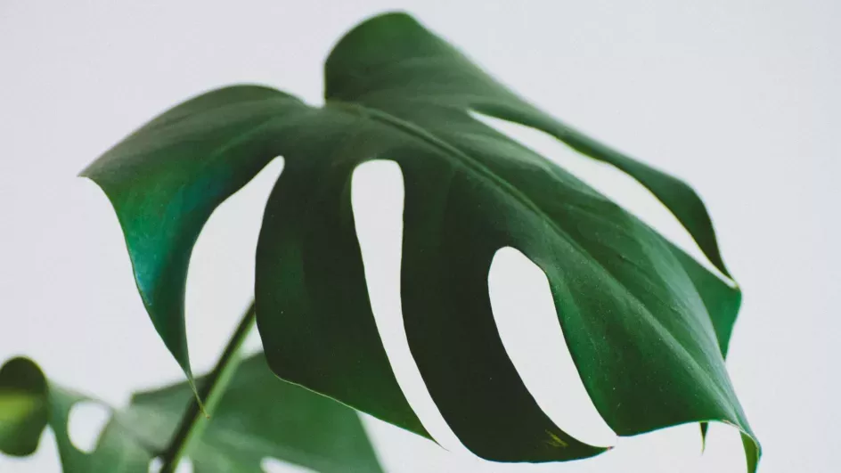 Leaf of a swiss cheese plant