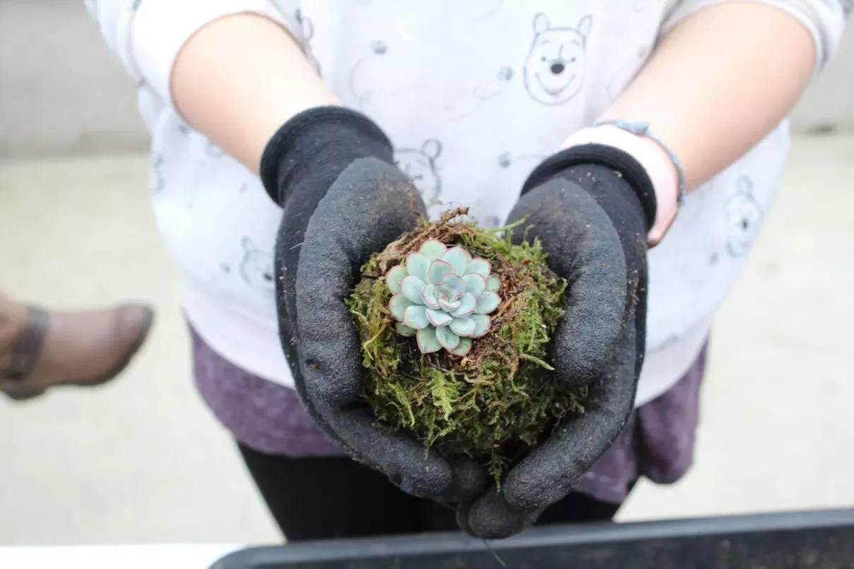 Planting a succulent in the community allotment 