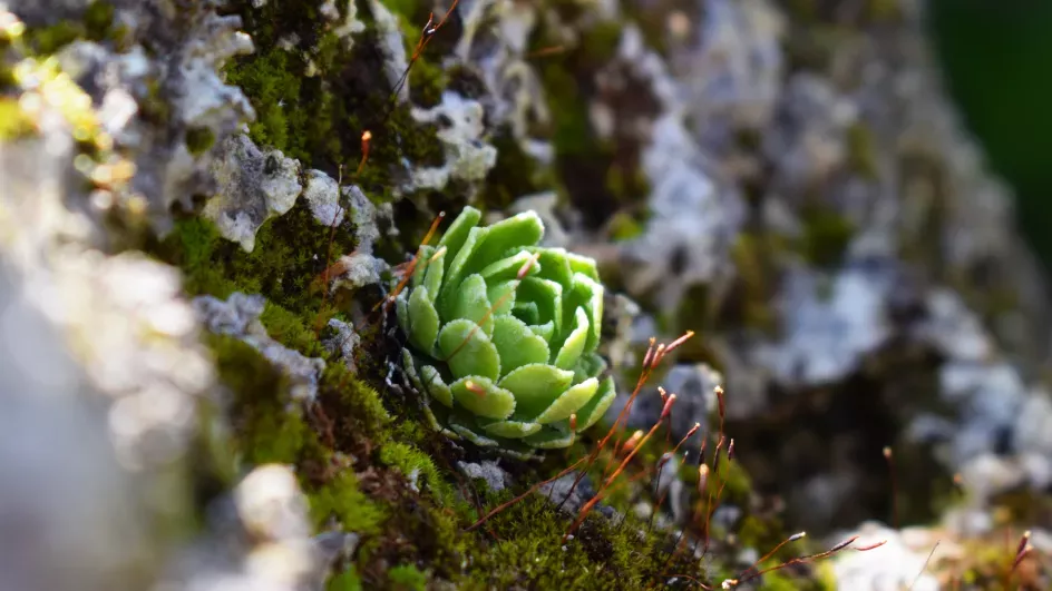 Succulent, Rock Garden, Ellen McHale/RBG Kew