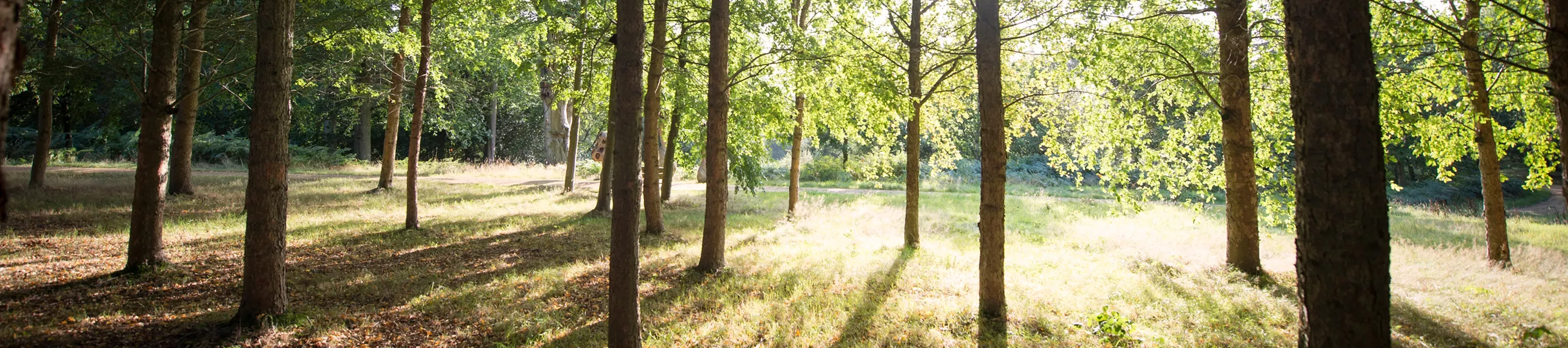 Shine shines through the trees at the Woodlands in wakehurst