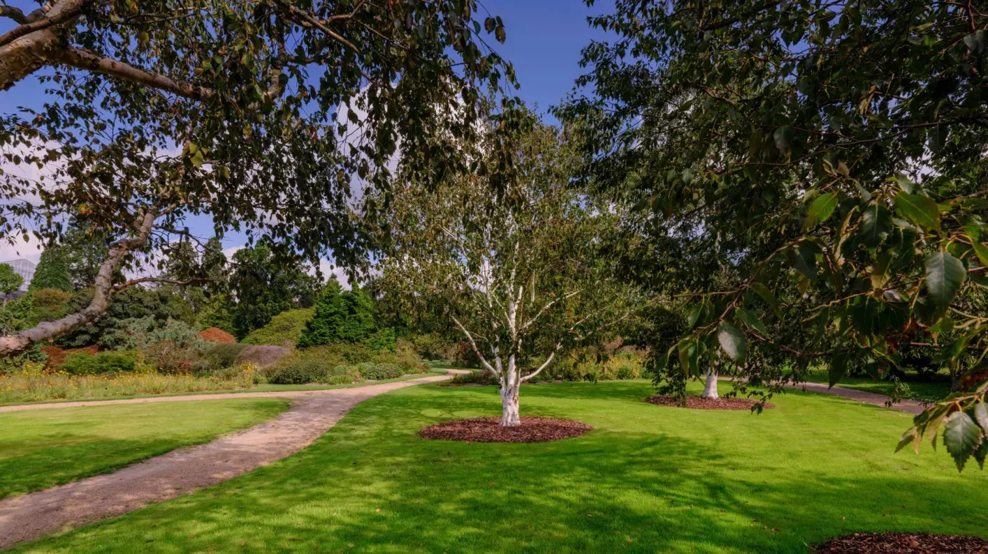 A birch tree growing in grass next to a path flanked by larger trees