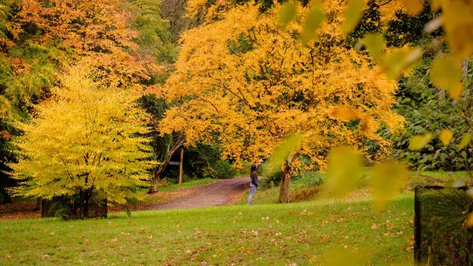 Yellow leaved trees