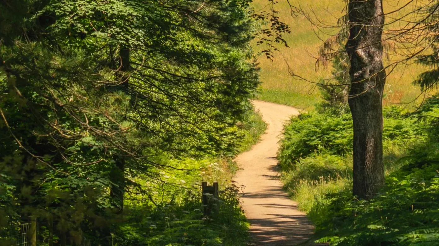 A path leading to a yellow field from a green and dark forest