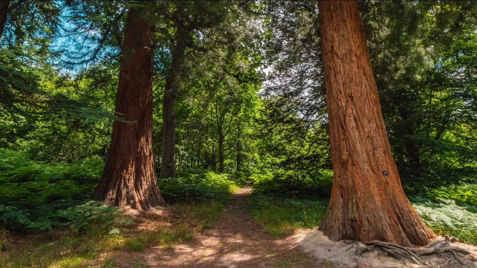 Two large red trees growing in a wooded area