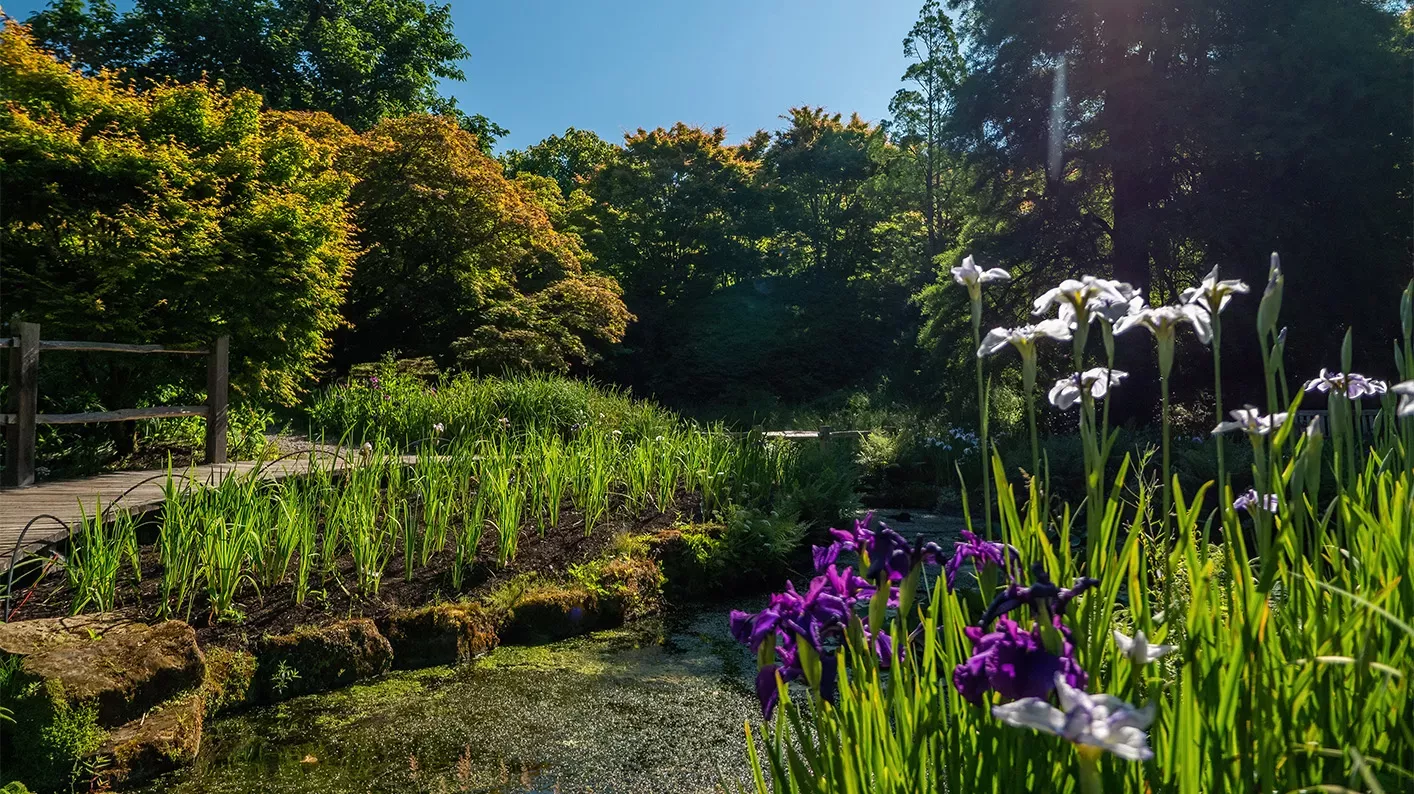 Irises in the foreground, and in the background a boardwalk over a pond. 