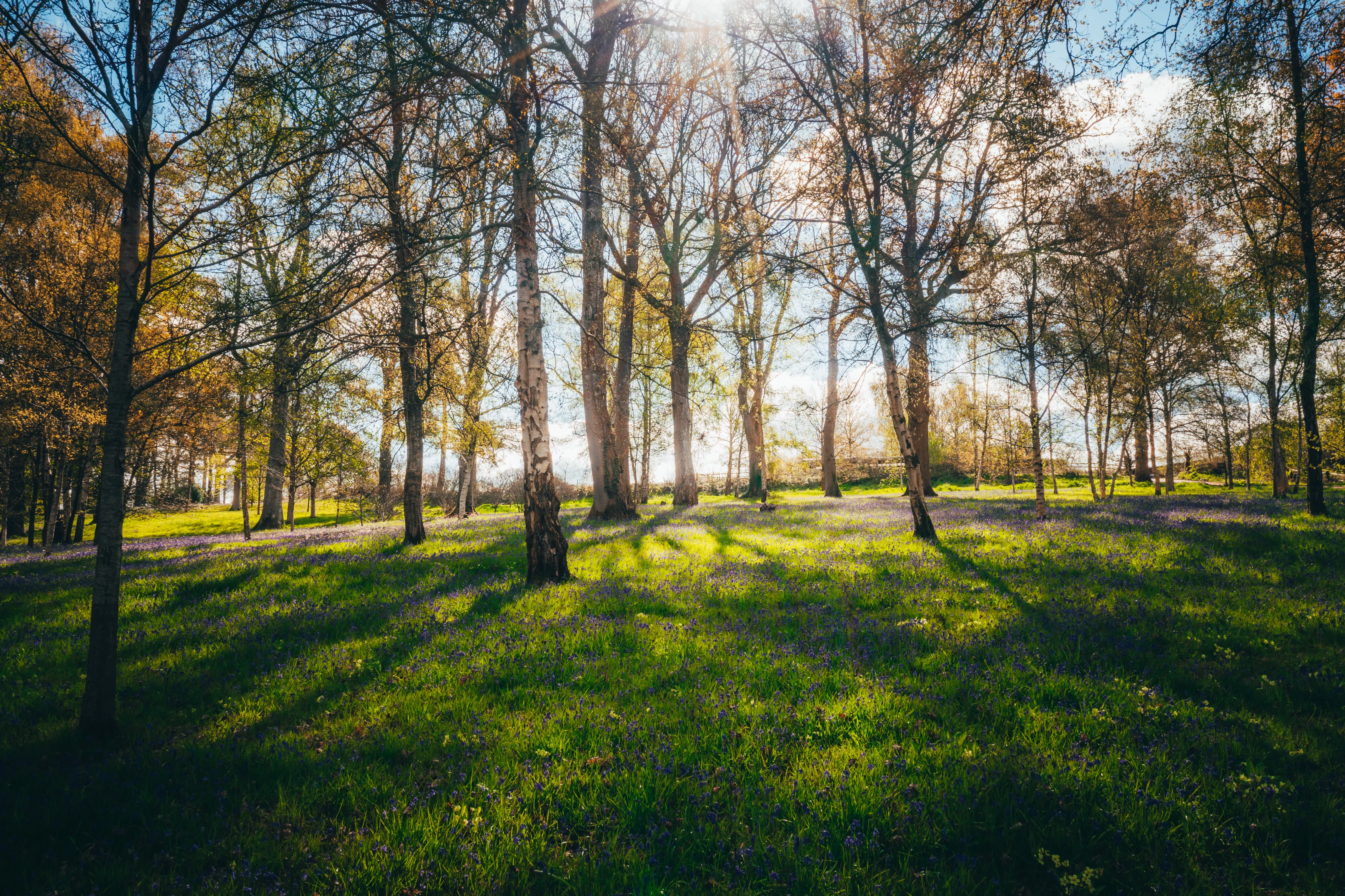 Sun rays through a woodland of birch trees. There are bluebells on the ground.