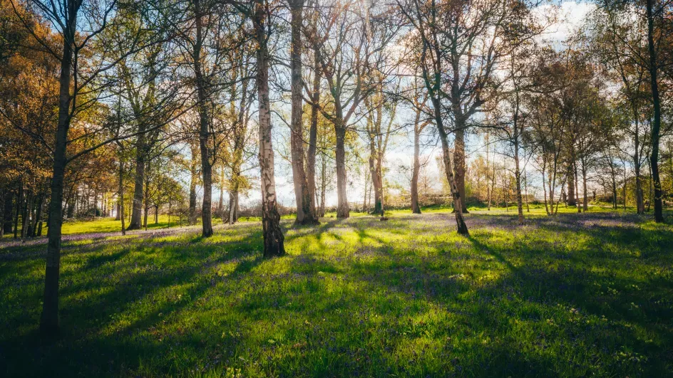 Sun rays through a woodland of birch trees. There are bluebells on the ground.