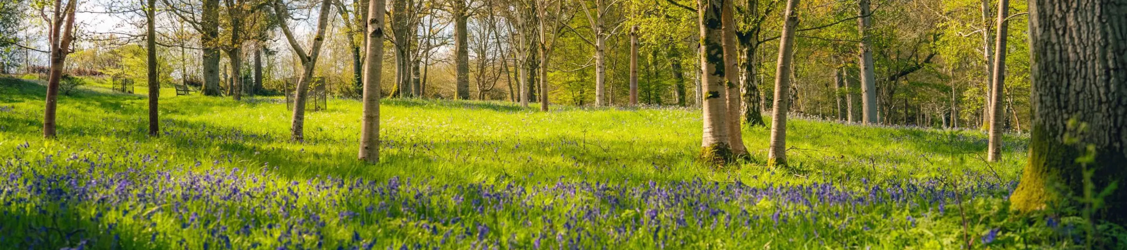 A woodland filled with bluebells