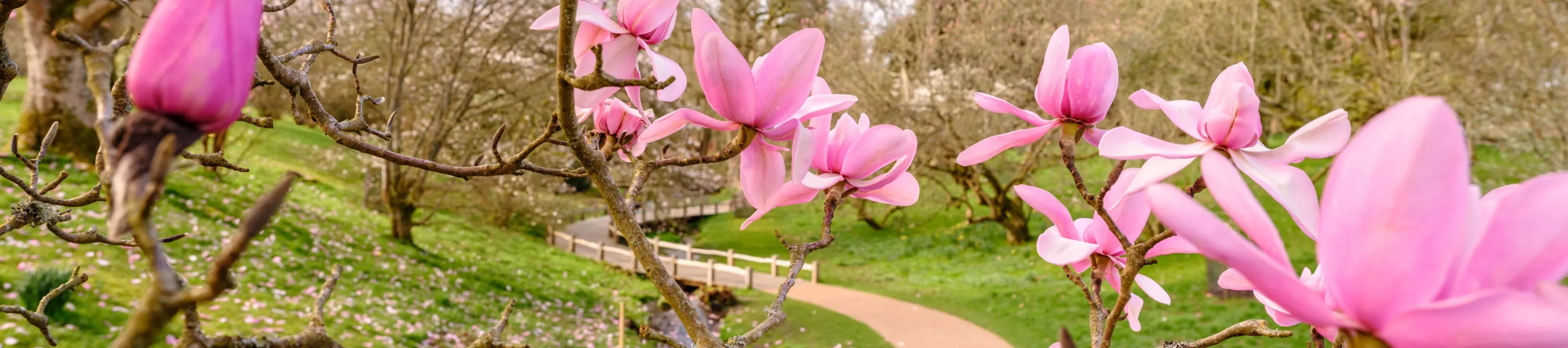 Pink magnolia blossoms in front of a river and pathway