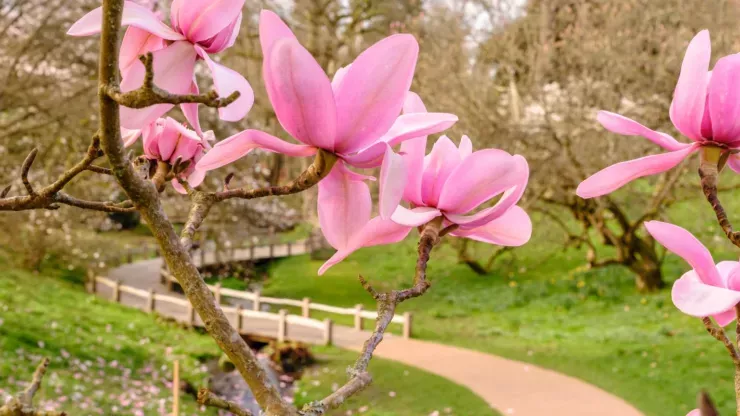 Pink magnolia blossoms in front of a river and pathway