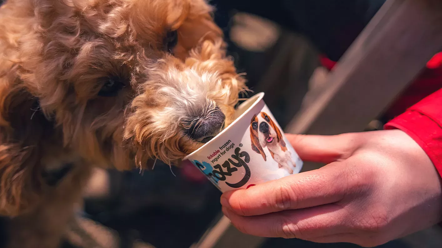 A dog licks a doggy ice cream from a tub