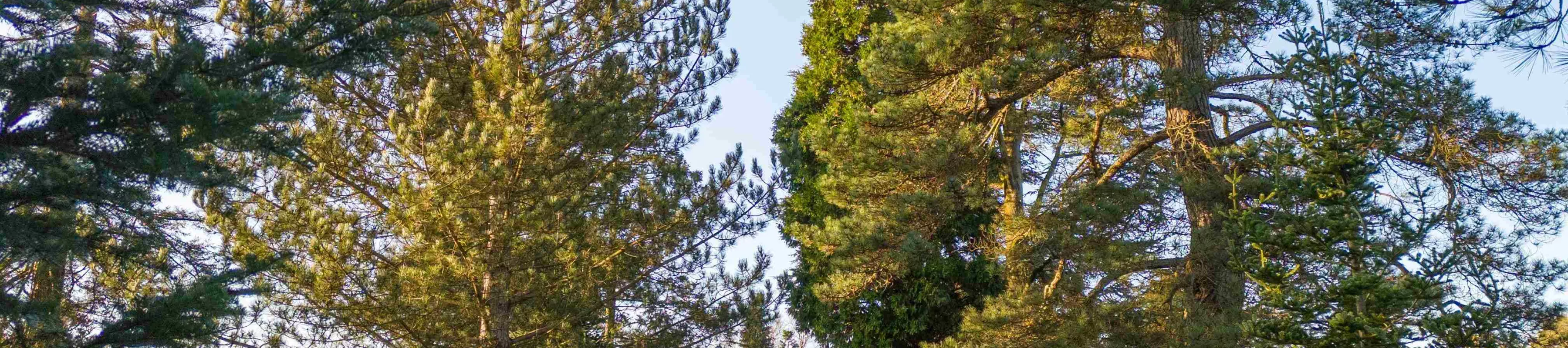 Tall pine trees in dappled light