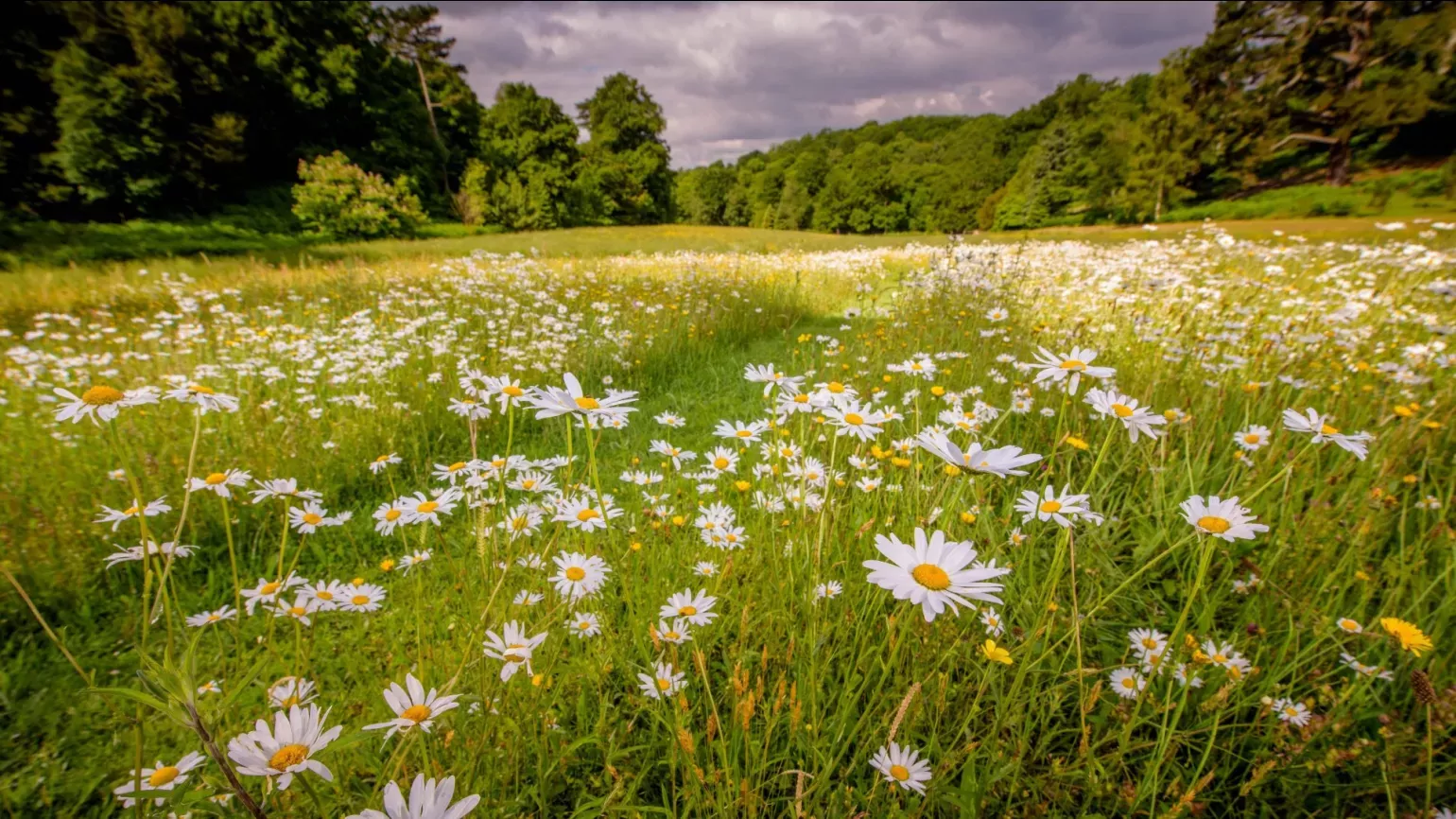 A field full of white flowers