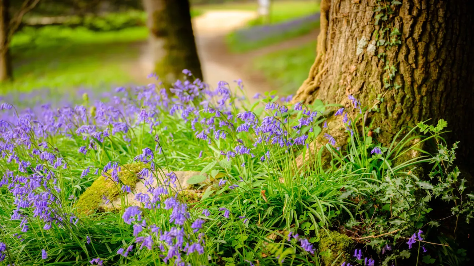 Bluebells in Bethlehem Wood at Wakehurst