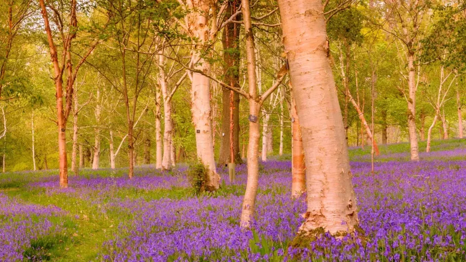 Bluebells and birch trees at Wakehurst