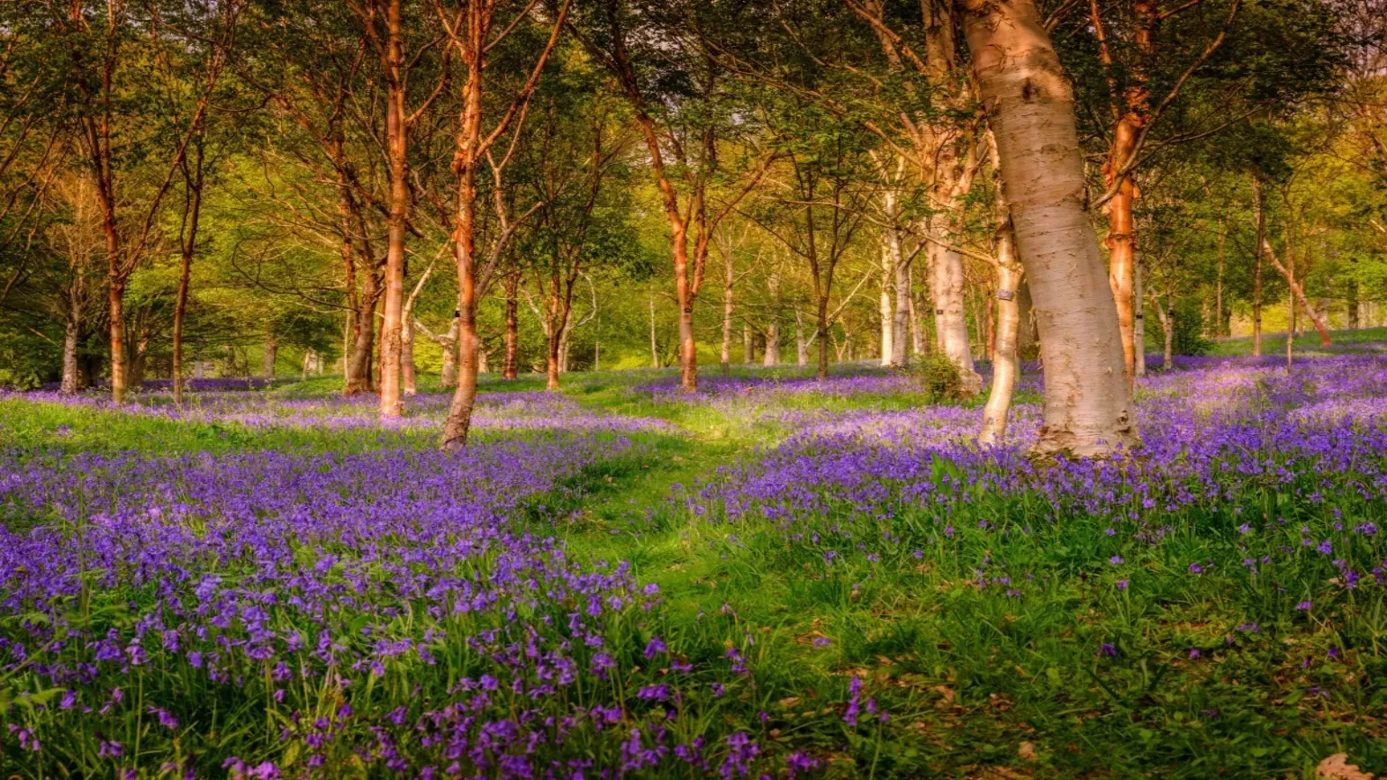 Bluebells in Bethlehem wood at Wakehurst