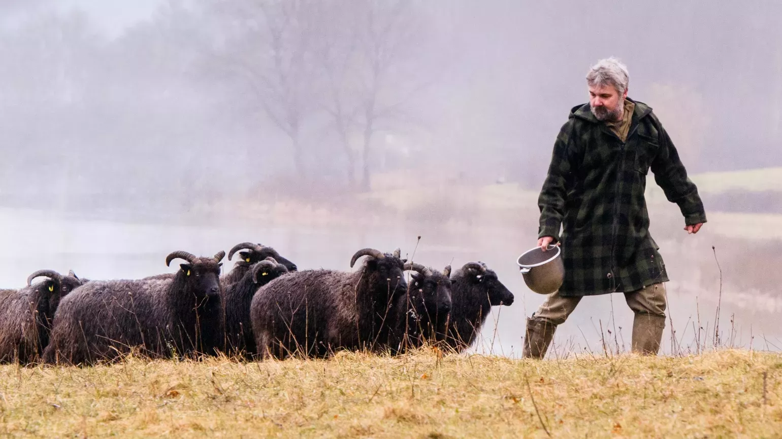 Black sheep in a field being led by a man