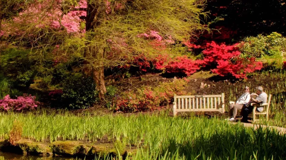 Colourful rhododendrons in spring at Wakehurst