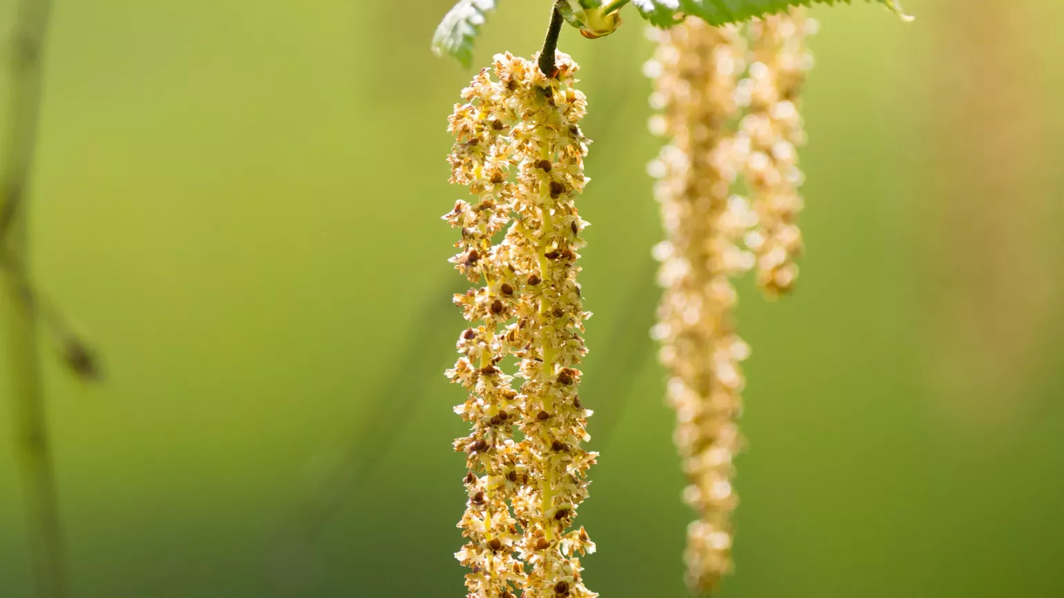 Flowers in the birch collection