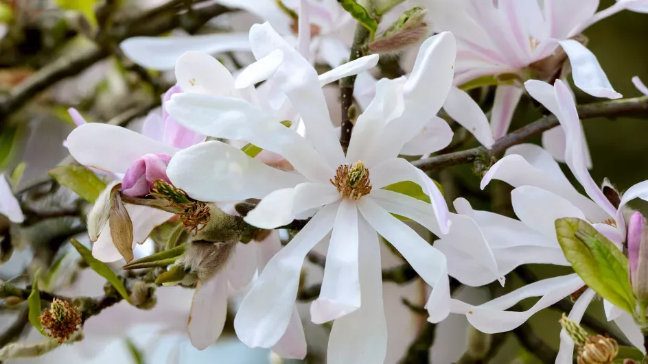 Magnolias in Westwood Valley