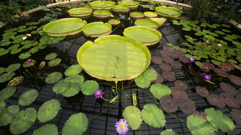 Waterlily House pond