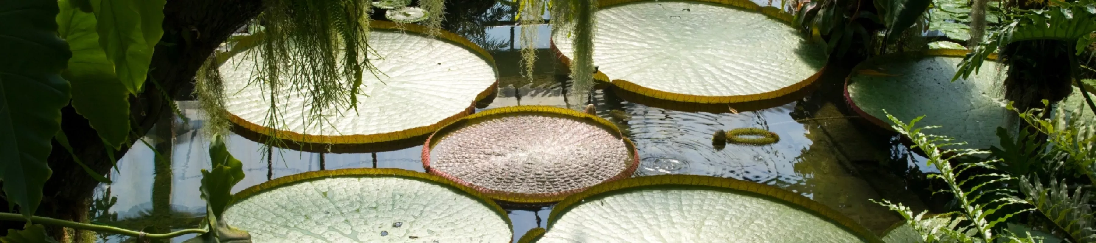 Santa cruz waterlilies in the Waterlily House 