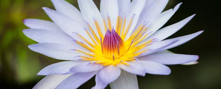 Close-up of a waterlily flower, Nymphaea 'Carlos Magdalena' 