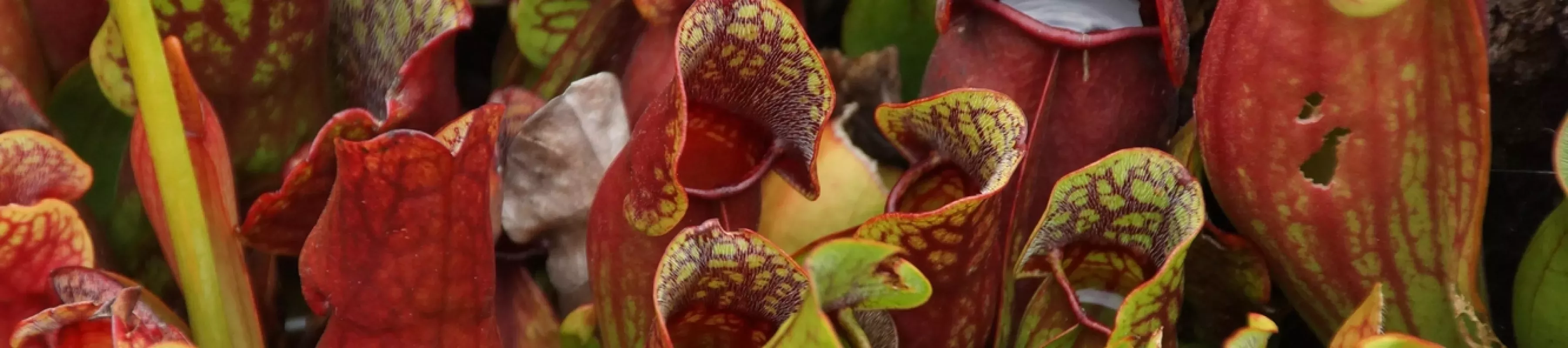 Purple pitcher plant 