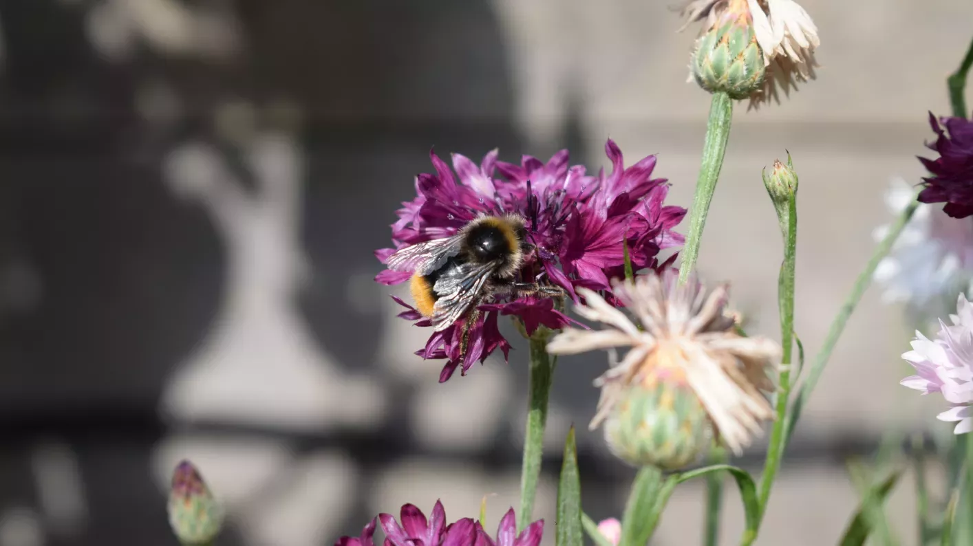 Chives in the Kitchen Garden 