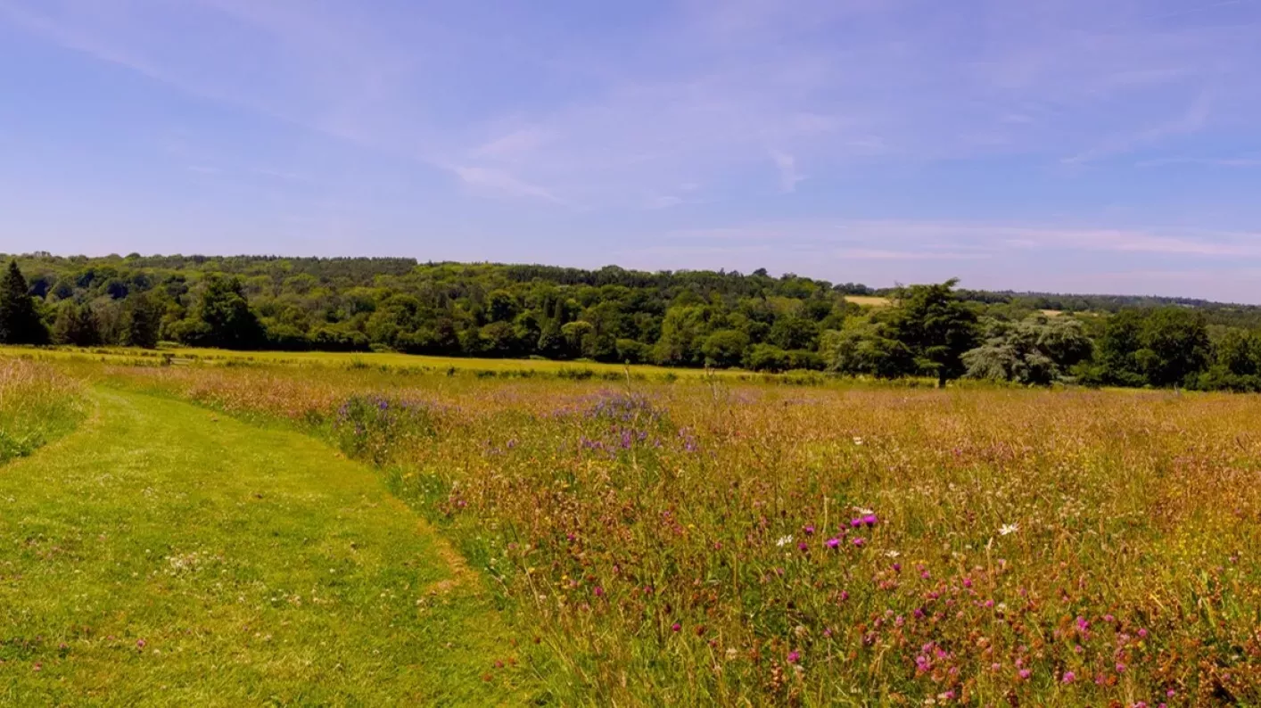 Coronation meadow 