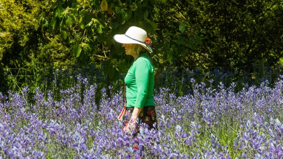 A visitor wanders through the bluebells at Kew Gardens