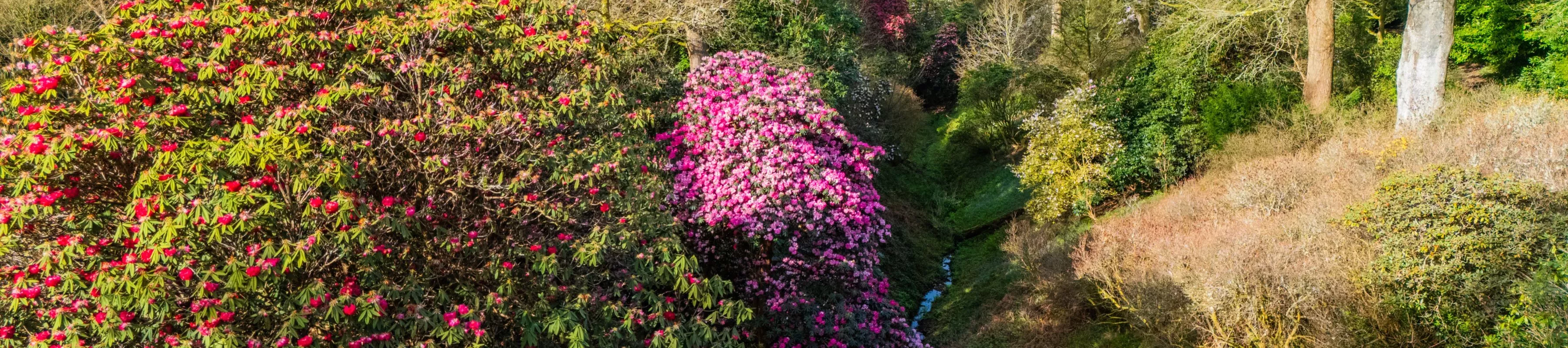 A collection of vivid rhododendrons growing in a valley