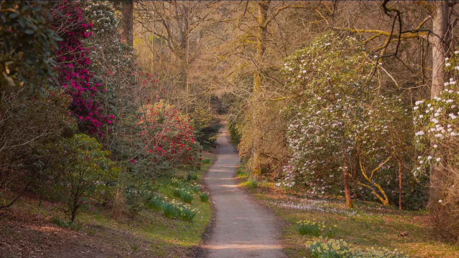 A pathway through a forest with bright coloured flower bushes on the left hand side