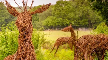 Willow deer making