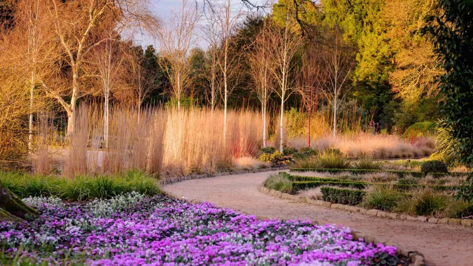 Colourful flowers in the Winter Garden at Wakehurst in wintertime