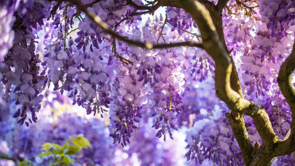 Purple flowers of wisteria